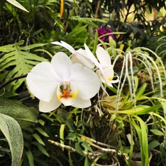 white orchid in garden