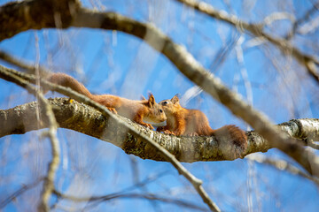 squirrel babies talking © Kai