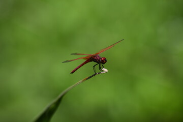 dragonfly on a leaf