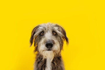 Funny dog portrait with stress, alert, worried, fear, begging expression face. Isolated on yellow...