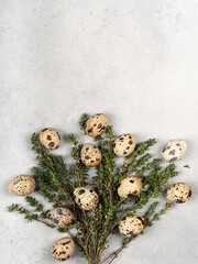 Sprigs of spicy thyme with quail eggs on a gray background top view.