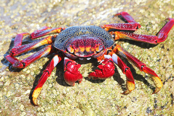 rote_Klippenkrabe © Stephan von Mikusch