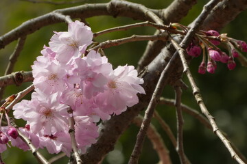 枝垂桜の花