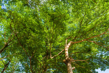 Low angle view of green trees in the park