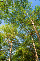 Close-up lush green trees in the park