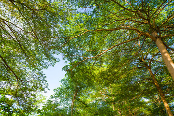 Fototapeta premium low angle view of green trees with the blue sky background