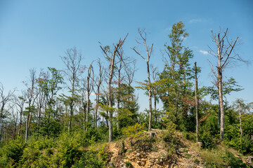 Dying trees on top of Schönberg in Germany