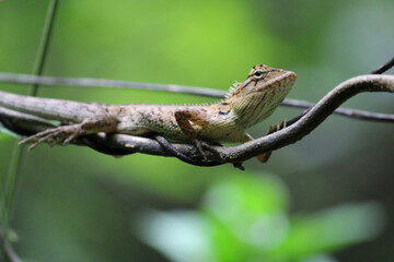 Gecko on the tree stem in close shot