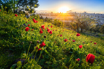 Naklejka premium Beautiful sunburst over the Old City of Jerusalem, Temple Mount with Dome of the Rock and Golden Gate; view from the Mount of Olives with calanit - red anemone flowers, national flower of Israel