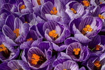 First crocus flower of spring. It is a genus of flowering plants in the iris family with 90 species...