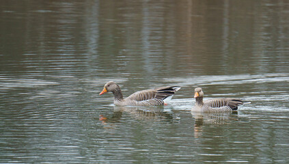 Nilgänse