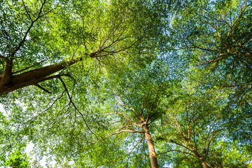 Fototapeta premium low angle view of green trees with the blue sky background