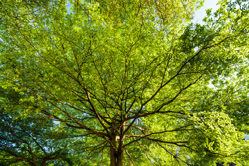 Obraz premium Low-angle view of green trees with the blue sky background