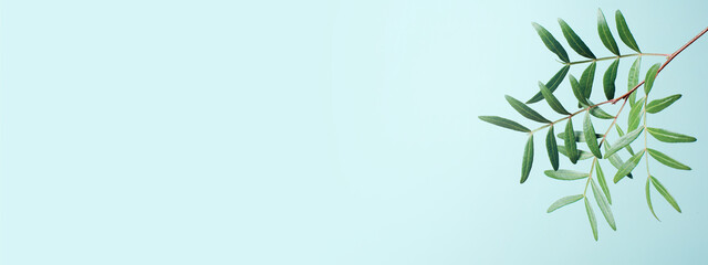 Fototapeta premium Fresh green branch on the blue background, copy space banner