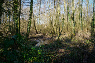 Waterlogged clearing in a forest of bare trees on a spring morning