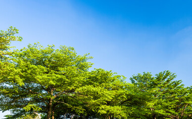 Lush green trees with blue sky as background