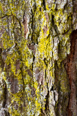 Textured bark of a pine tree close up with mossy green lichen
