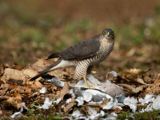 Sparrowhawk (Accipiter nisus) feeding on recently caught prey a wood pigeon
