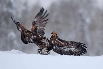 Golden Eagle pair fighting in snow
