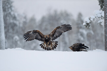 Golden Eagle pair fighting in snow