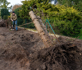 Man is removing a tree stump with a hoist in the garden.