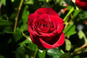 Close up photography of the rose bud.Beautiful red velvet flower.Natural background.