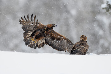 Golden Eagle pair in snow