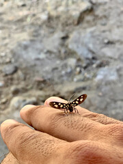 Australia;
India;
Nepal;