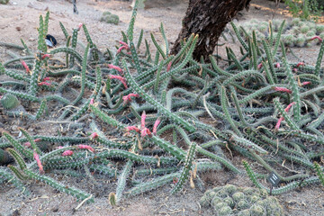 Arizona USA Colorado, cacti like snakes