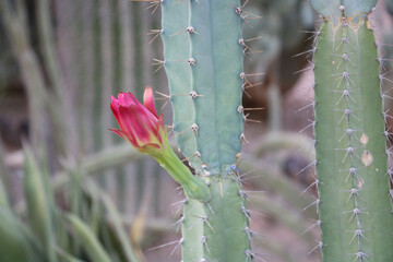 Arizona USA Colorado, cactus flower