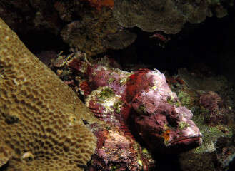 Obraz na płótnie Canvas Devil Scorpionfish camouflaged amongst corals Pescador Island Philippines