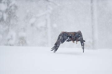 Golden Eagle flying in snow storm in forest