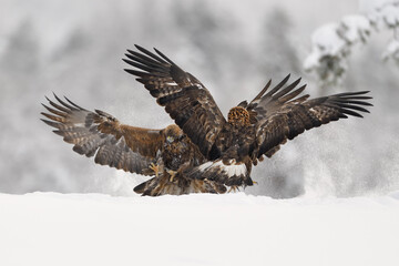 Fototapeta premium Golden Eagle pair fighting in snow