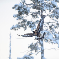 Golden Eagle flying in forest