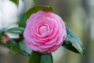 Single Pink Camellia Japonica Perfection