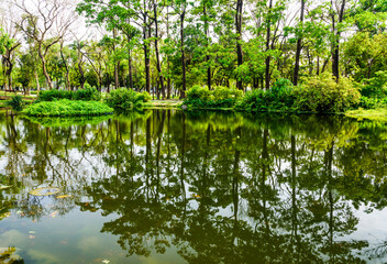 Reflection of trees in a park lake