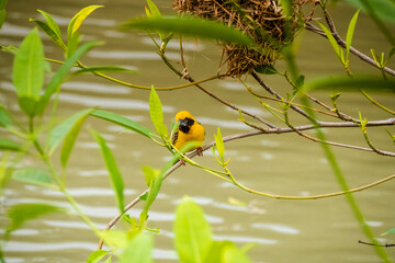 Asian Golden-Weaver