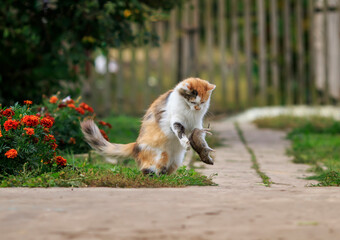 furry cat playing in the garden with a rodent-caught rat bouncing high and catching it with its paws