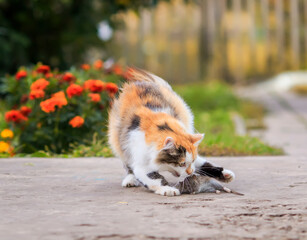  cat playing in the garden with a rodent-caught rat bouncing high and catching it with its paws