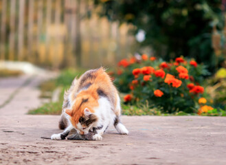 fluffy cat playing in the garden with a gray rat caught by a rodent catching it with its paws and teeth