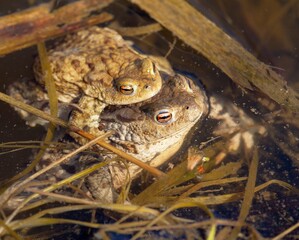 Common or European toad brown colored, Mating toads