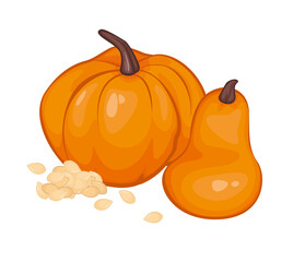 Pumpkins in carton style with pumpkin seeds. Isolated object. Vector illustration.Vegetable from the farm. Organic food.