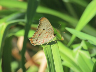 Borboleta em folha - JVBC