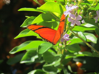 Borboleta em flor - JVBC