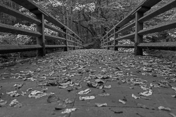 Mit Laub bedeckte Holzbrücke in schwarz weiß.