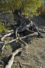 Obraz premium Knorriger Stamm eines Baums am Rand des Edersees