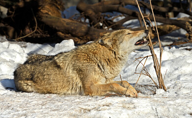 One-eared Eurasian wolf (Canis lupus lupus) lies in snow and plays with twig in early spring