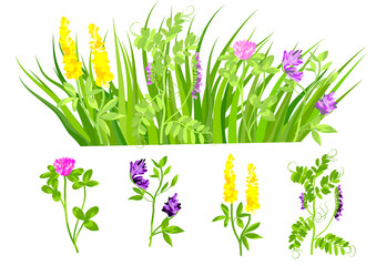 Fototapeta na wymiar grasses mix and plants