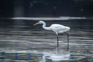 Great White Egret fishing on a lake