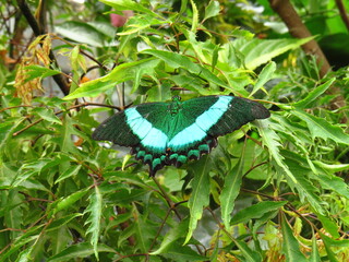 butterfly on a leaf